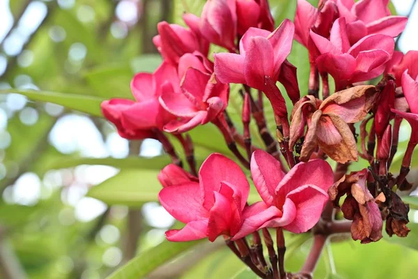 Flores rosa frangipani em tropical — Fotografia de Stock