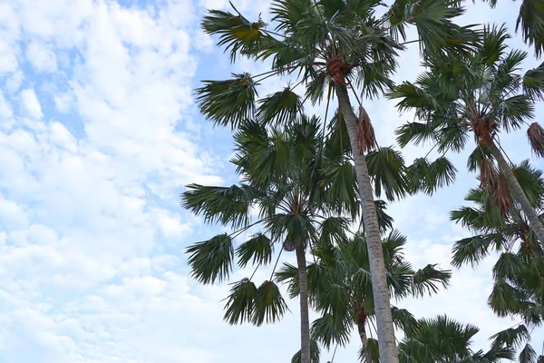 Palmboom in de lucht — Stockfoto