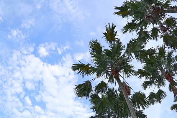 Palmboom in de lucht — Stockfoto