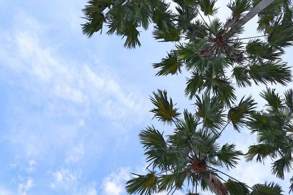 Пальма на небе — стоковое фото