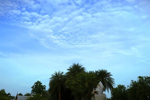 Palme am Himmel — Stockfoto