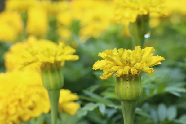 Yellow flowers in the tropical — Stockfoto