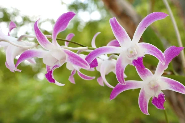 Flor de orquídea rosa em tropical — Fotografia de Stock