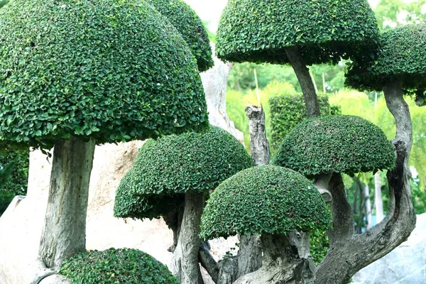 Английский сад в тропиках — стоковое фото