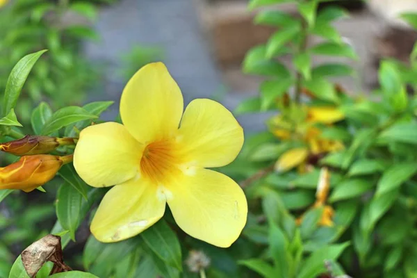 Жовті квіти в тропіках — стокове фото