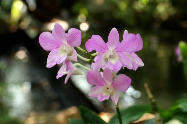 Tropikal güzel orkide çiçek