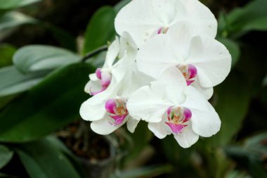 Tropikal güzel orkide çiçek
