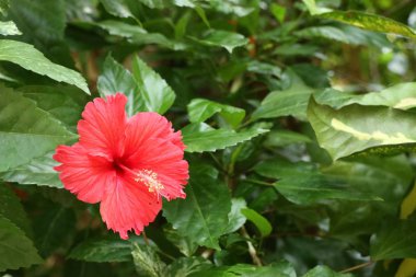 Tropik Hibiscus çiçekler