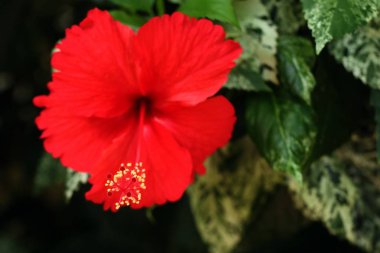 Tropik Hibiscus çiçekler