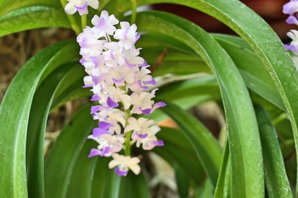 Bela flor de orquídea em tropical — Fotografia de Stock