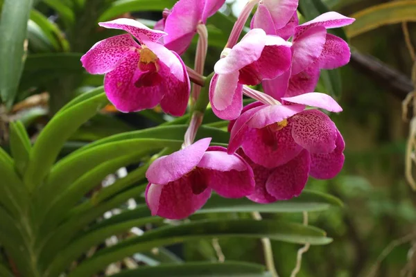 Beautiful orchid flower in tropical — Stock Photo, Image