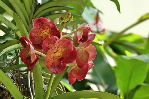 Bela flor de orquídea em tropical — Fotografia de Stock