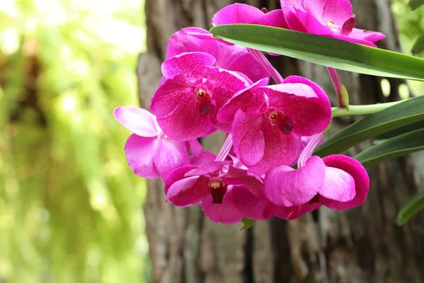 Hermosa flor de orquídea en tropical — Foto de Stock