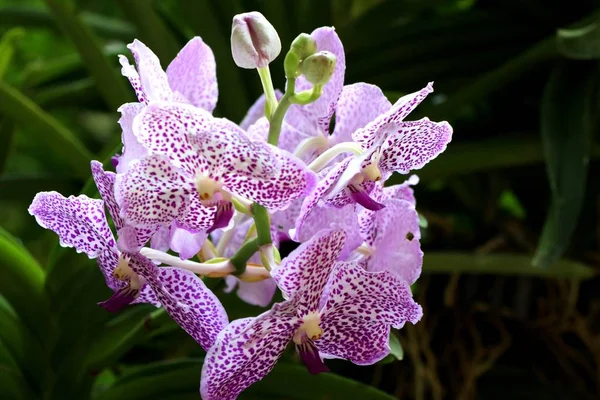 Bela flor de orquídea em tropical — Fotografia de Stock