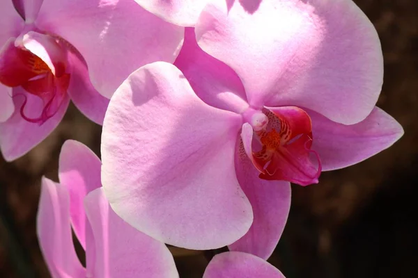 热带美丽的兰花 — 图库照片