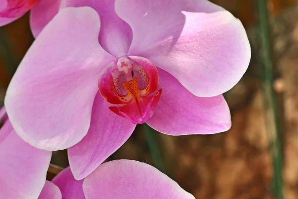 Piękny kwiat storczyków w tropikalnym — Zdjęcie stockowe