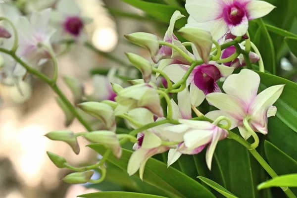 Vacker orkidé blomma i tropiska — Stockfoto