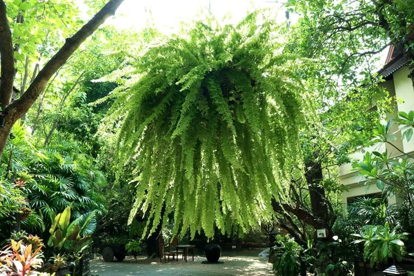 Зелена папороть для прикраси саду — стокове фото