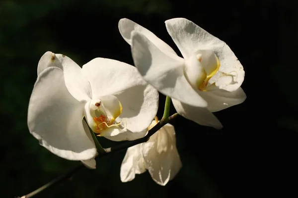 Hermosa flor de orquídea en tropical —  Fotos de Stock