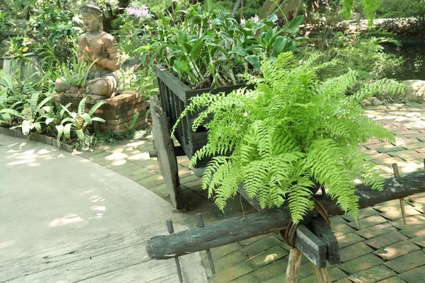 Fougère verte pour décorer le jardin — Photo