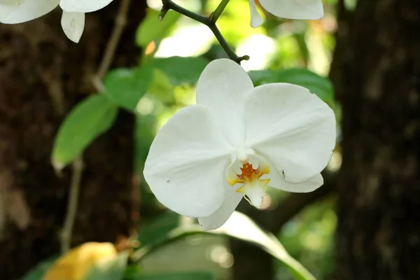 Belle fleur d'orchidée en tropical — Photo