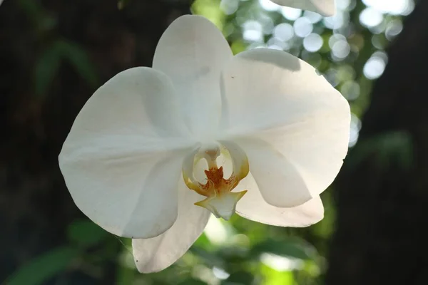 Prachtige orchidee bloem in tropisch — Stockfoto