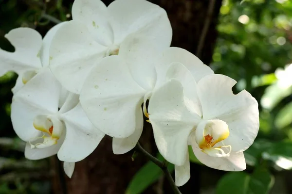 Hermosa flor de orquídea en tropical — Foto de Stock