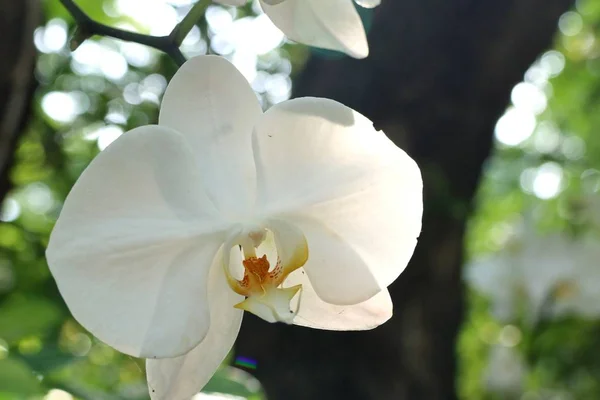 Hermosa flor de orquídea en tropical —  Fotos de Stock