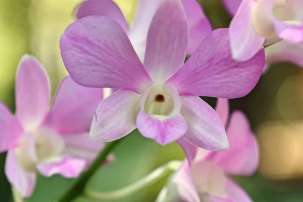 Vacker orkidé blomma i tropiska — Stockfoto