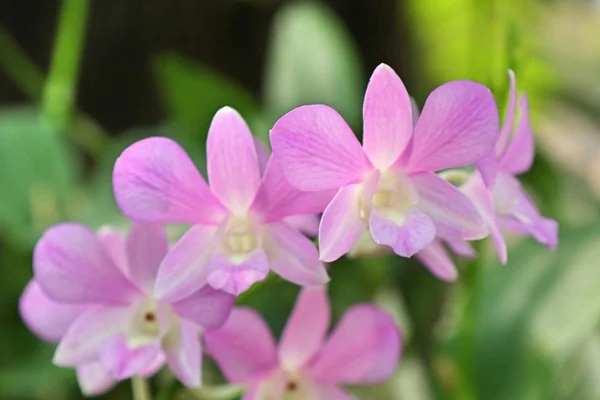 Hermosa flor de orquídea en tropical — Foto de Stock