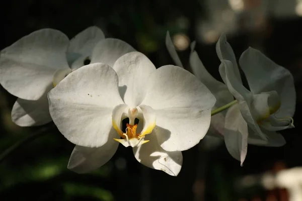 Prachtige orchidee bloem in tropisch — Stockfoto