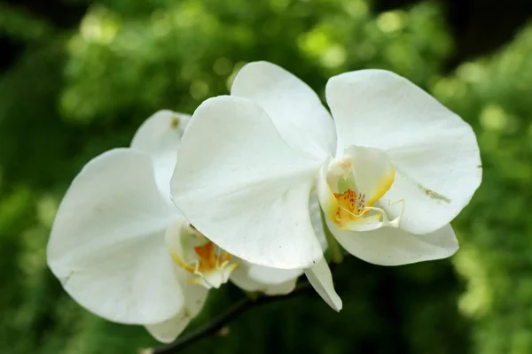 Vacker orkidé blomma i tropiska — Stockfoto