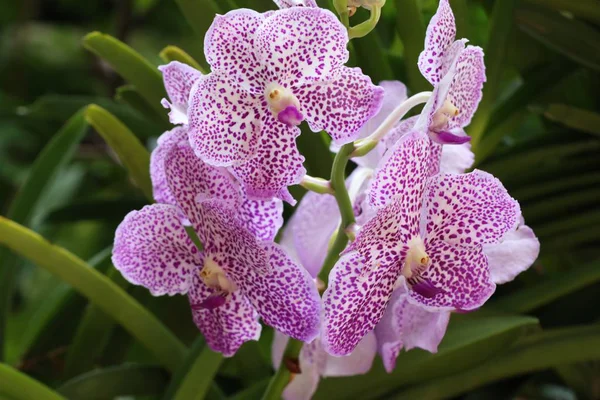 Красивый цветок орхидеи в тропиках — стоковое фото