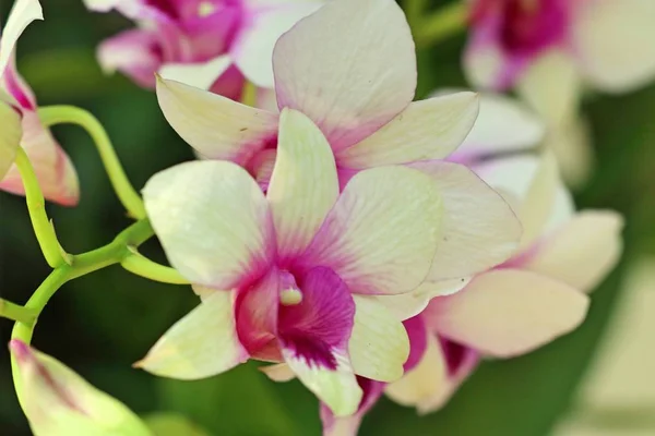 Hermosa flor de orquídea en tropical —  Fotos de Stock