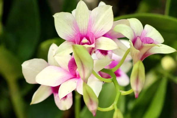 Vacker orkidé blomma i tropiska — Stockfoto