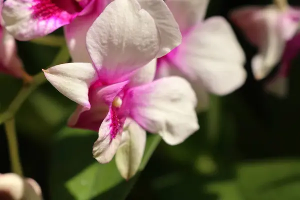 Hermosa flor de orquídea en tropical — Foto de Stock