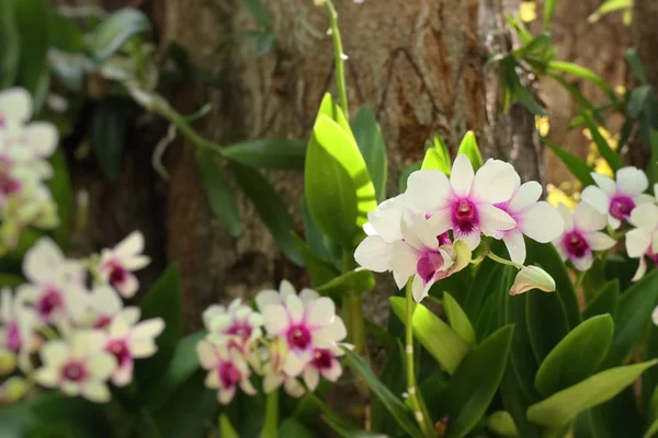 Prachtige orchidee bloem in tropisch — Stockfoto