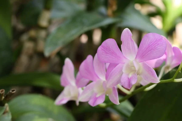 Hermosa flor de orquídea en tropical — Foto de Stock