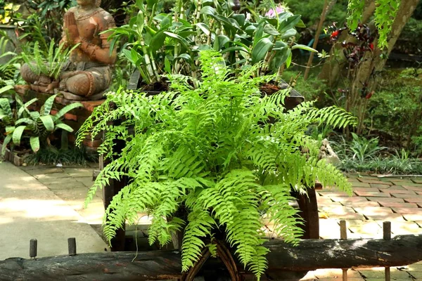 Fougère verte pour décorer le jardin — Photo