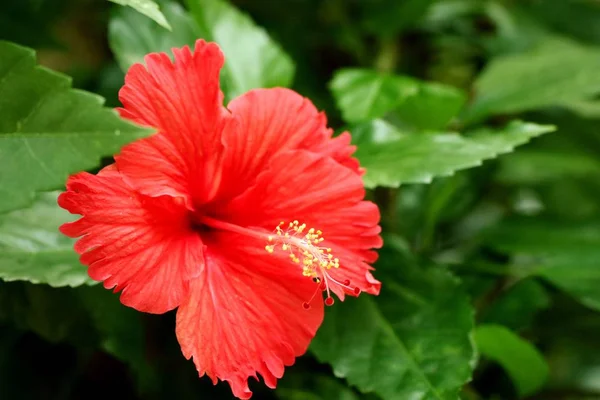 Hibiskus kwiatów w tropikalnym — Zdjęcie stockowe