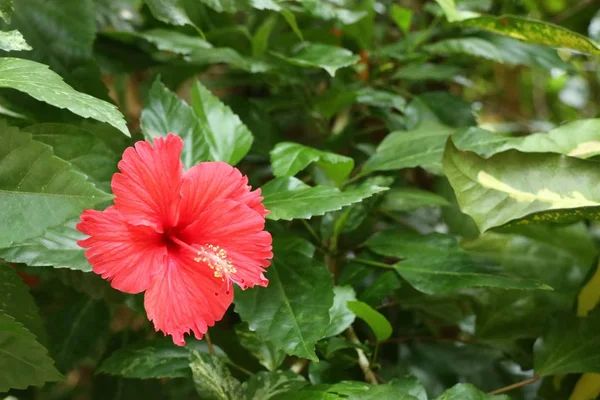 Hibiscus flowers in the tropical — Stock Photo, Image
