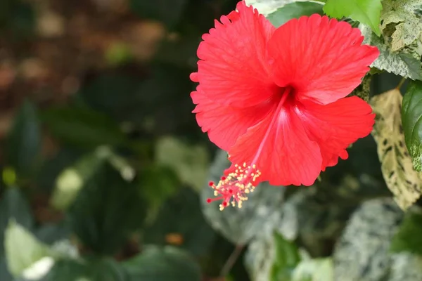 Fleurs d'hibiscus dans les tropiques — Photo