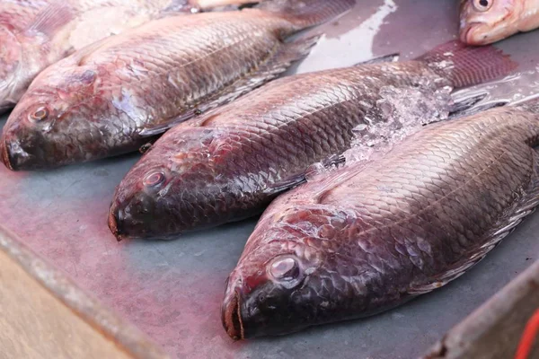 Färsk fisk på marknaden — Stockfoto