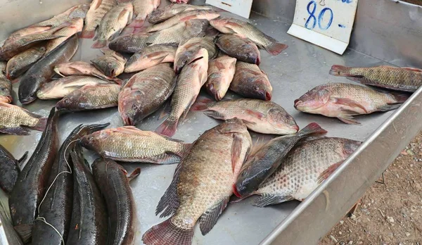 Frischer Fisch auf dem Markt — Stockfoto