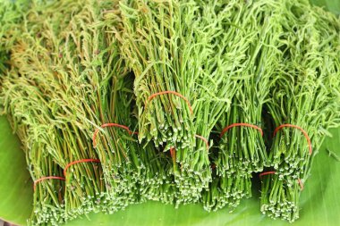 Pazarda Acacia pennata