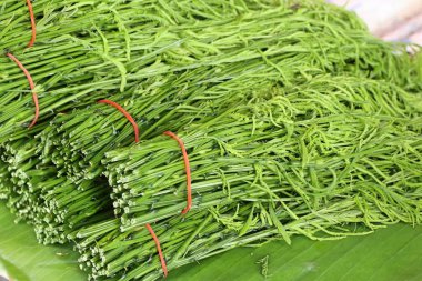 Pazarda Acacia pennata