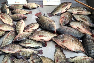 Pazarda taze balık