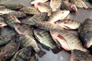 Pazarda taze balık