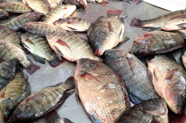 Pazarda taze balık