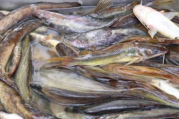 市場で獲れた新鮮な魚は — ストック写真